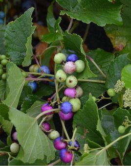蓝果蛇葡萄(植物)