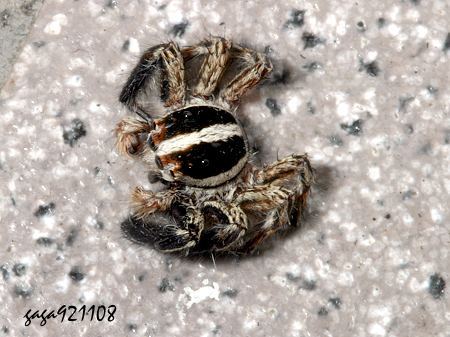 纵带扁蝇虎其他生物相关