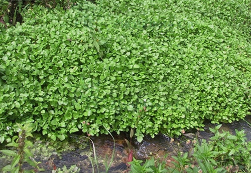 水豆瓣(植物)