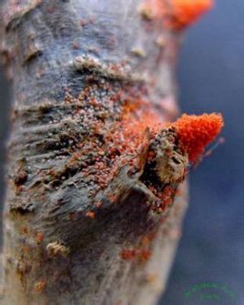 苹果红蜘蛛(其他生物相关)