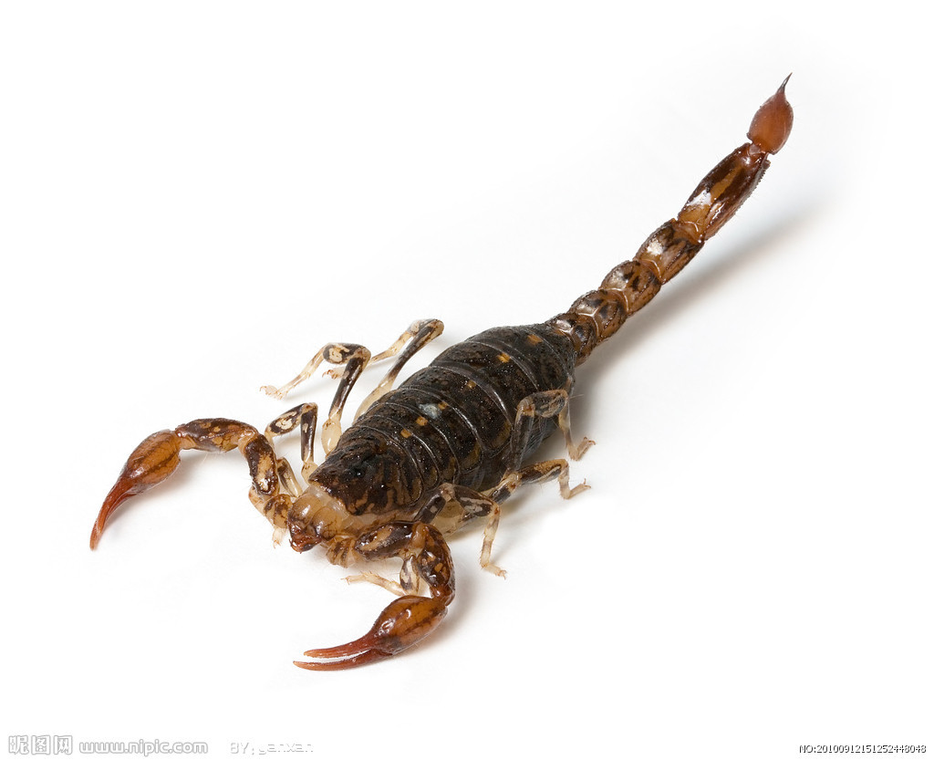 沙漠蝎子-动物高清壁纸预览 | 10wallpaper.com