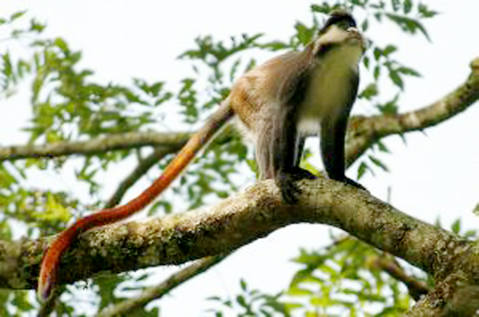 红尾长尾猴(动物)红尾长尾猴分布于安哥拉,布隆迪