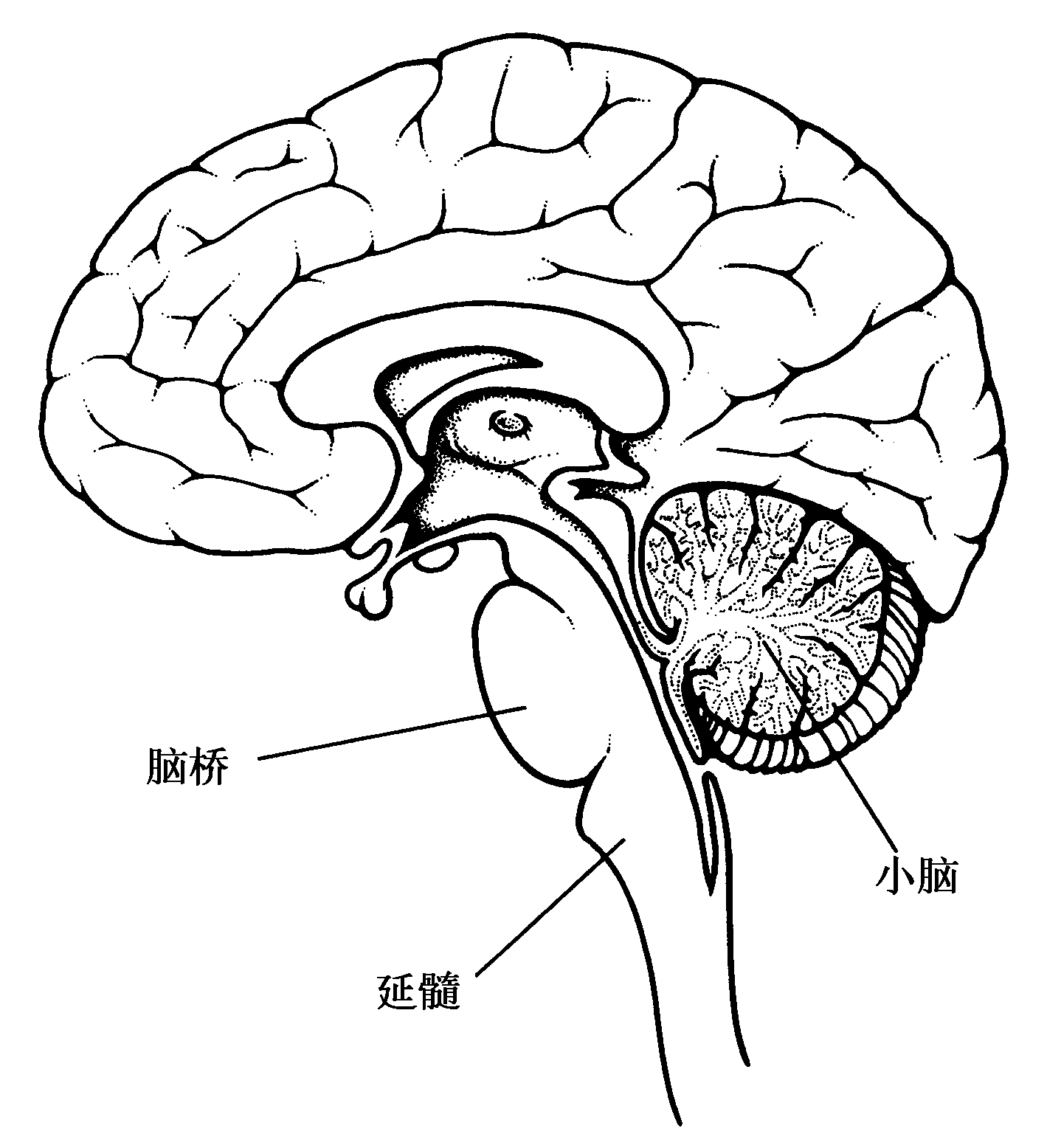 中枢神经系统疾病定位诊断图解——脑桥的解剖生理及定位诊断 - 脑医汇 - 神外资讯 - 神介资讯