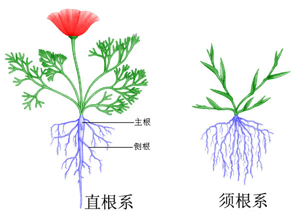 单子叶植物根系图片