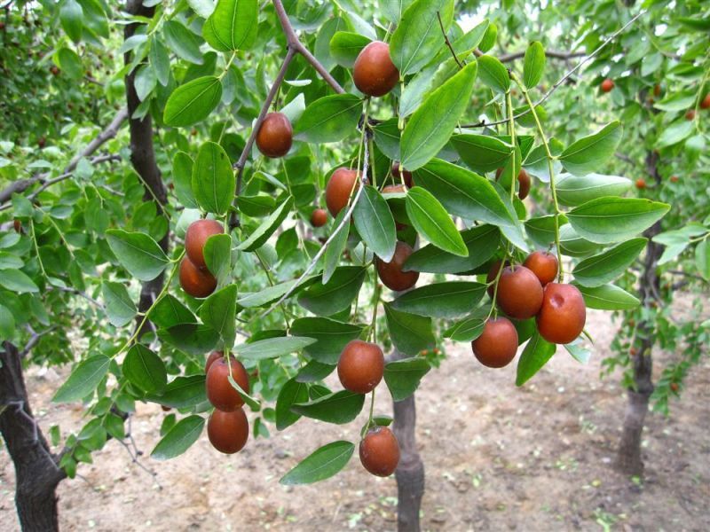 玉田金丝小枣(植物)玉田金丝小枣产于河北省玉田县孤树镇,是一种具有