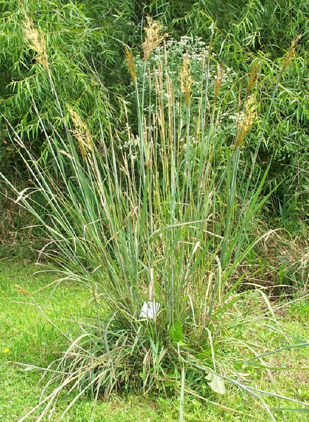 假高梁(植物)假高粱,多年生草本植物,具长的根茎,秆直立,高达1
