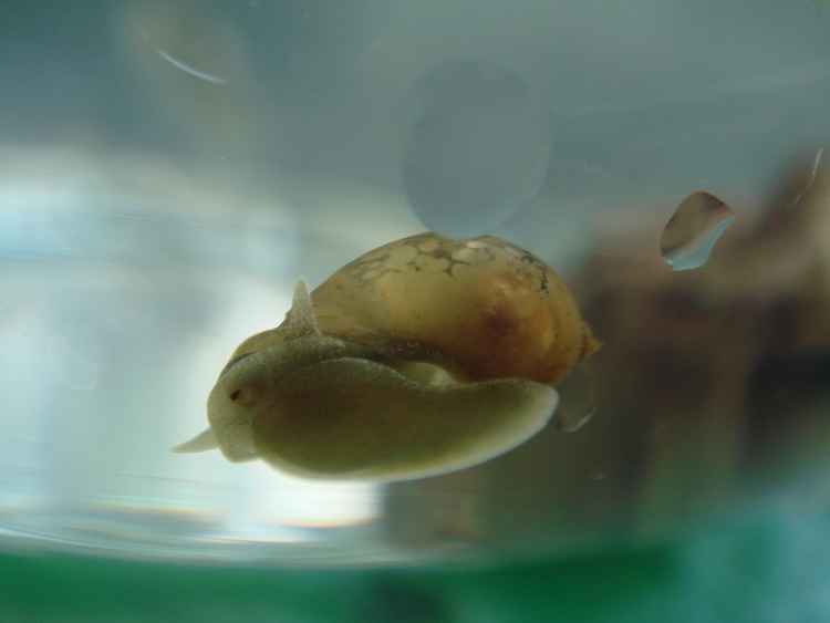 水蜗牛(其他生物相关)水蜗牛,是柄眼目坚齿螺科栗蜗