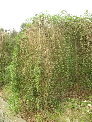 本属多为灌木,稀乔木,无顶芽,合轴分枝,雄蕊数目较少,虫媒花等特征