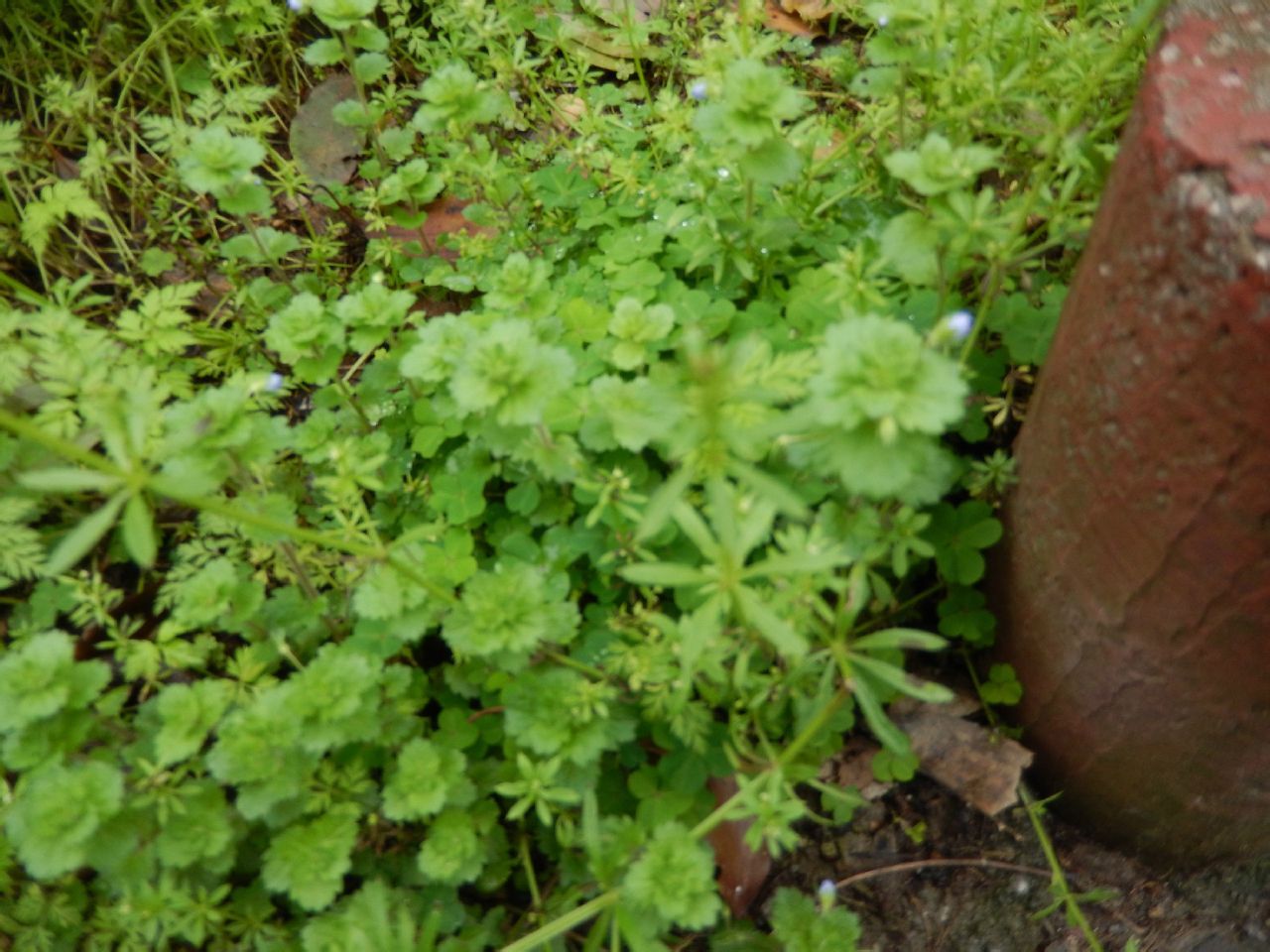 瘦风轮 (中医学与中药学)