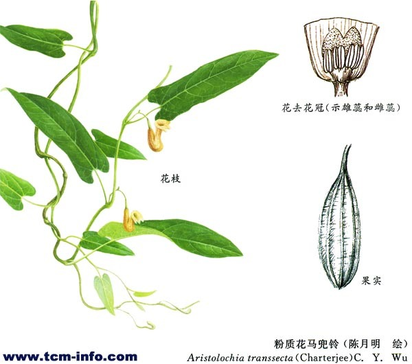 粉质花马兜铃 (植物)