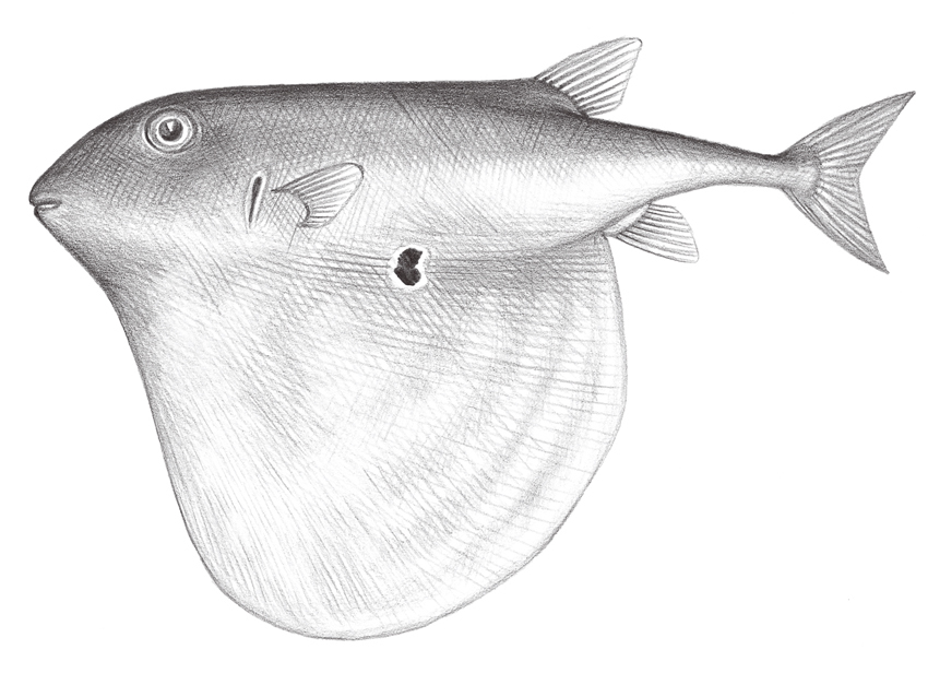 三齿鲀(其他生物相关)