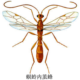 螟蛉内茧蜂 (动物)