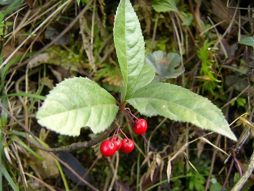 矮地菜(植物)