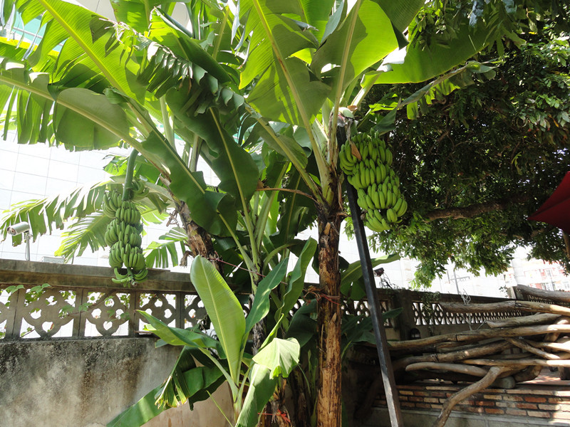 芭蕉树(植物)_技点百科