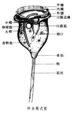 钟虫(其他生物相关)_技点百科_技点网(其他生物相关)