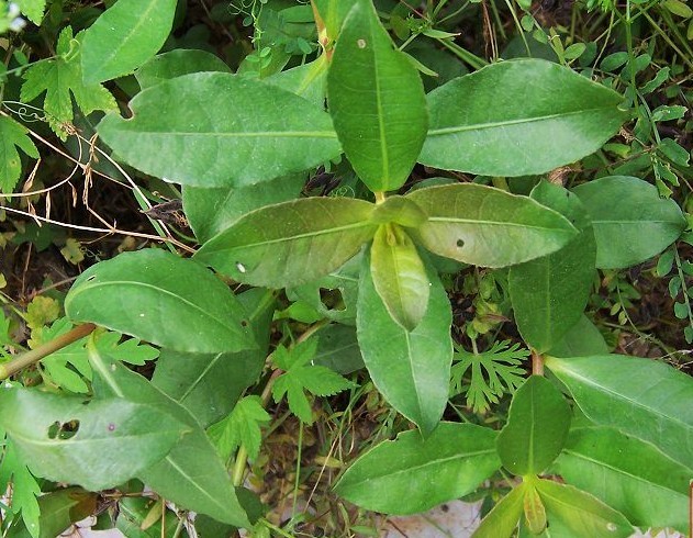 莲子草属(植物)_技点百科