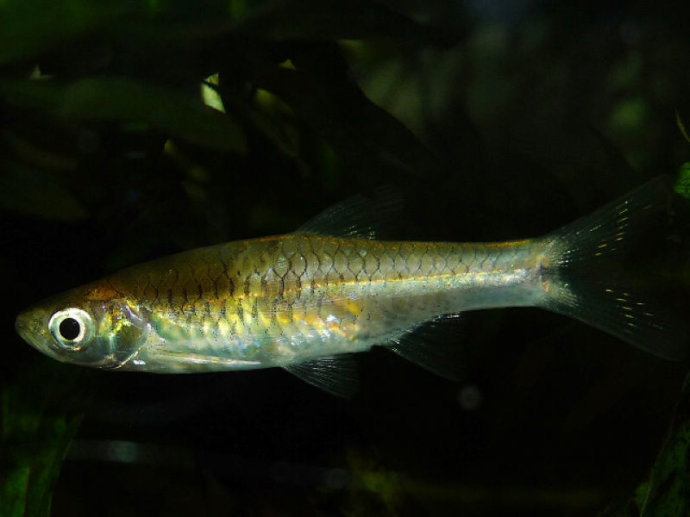 头条波鱼(其他生物相关)