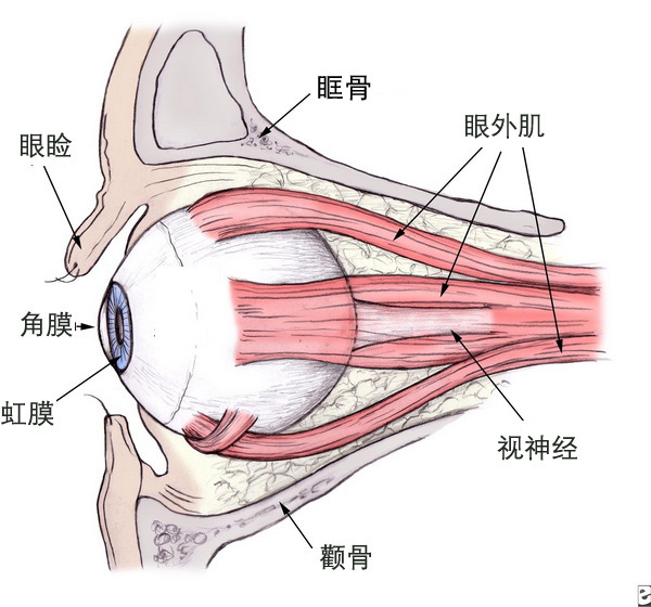 与眼内肌(睫状肌,瞳孔开大肌和括约肌)系相对的名称