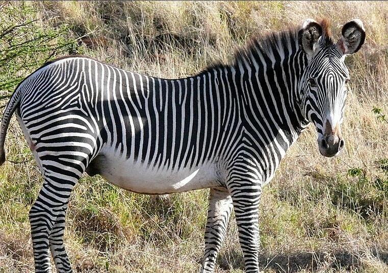 细纹斑马(动物)细纹斑马(学名:equus grevyi)是三种斑马中体型最大的