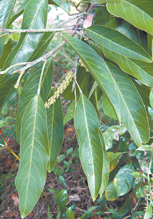 hou)是卫矛科,膝柄木属乔木,高可达10米;小枝粗壮,紫棕色,叶互生,在