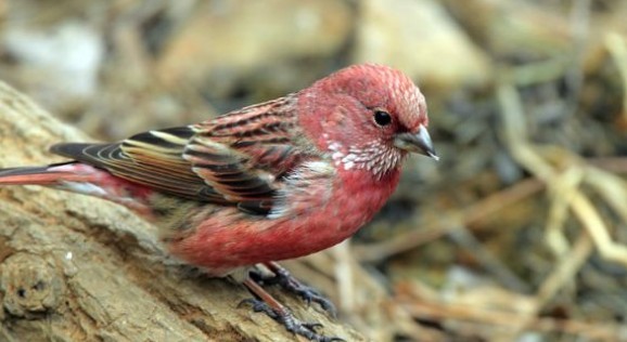 红麻料鸟图片图片