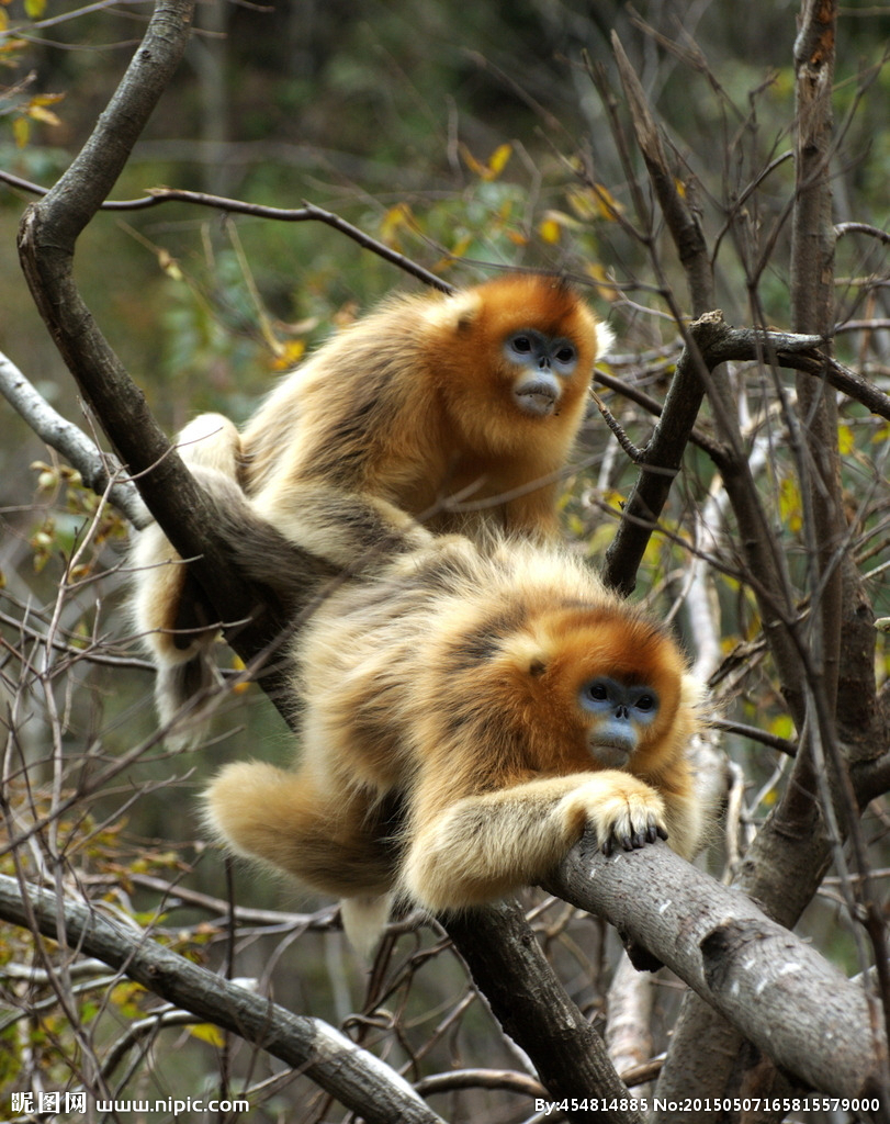 蓝田金丝猴 (动物)