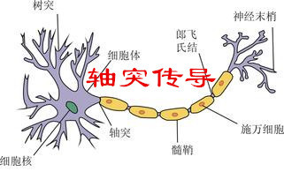 轴突和胞体示意图图片