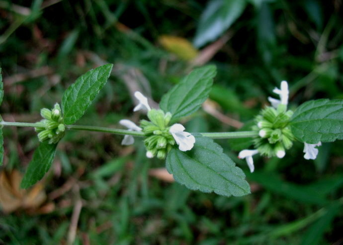 白花塔仔草,老虎花,毛繡球防風,白風輪菜,銀針七,北風草,燈籠花等