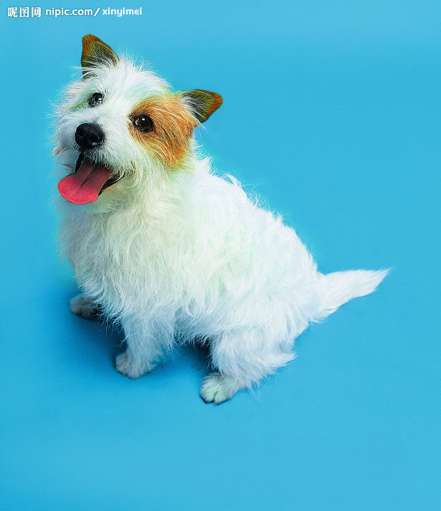 丝毛狗自然人类学