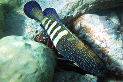 cephalopholis argus,又稱斑點九棘鱸,斑點九刺鮨,鮨科九鰭鱸屬