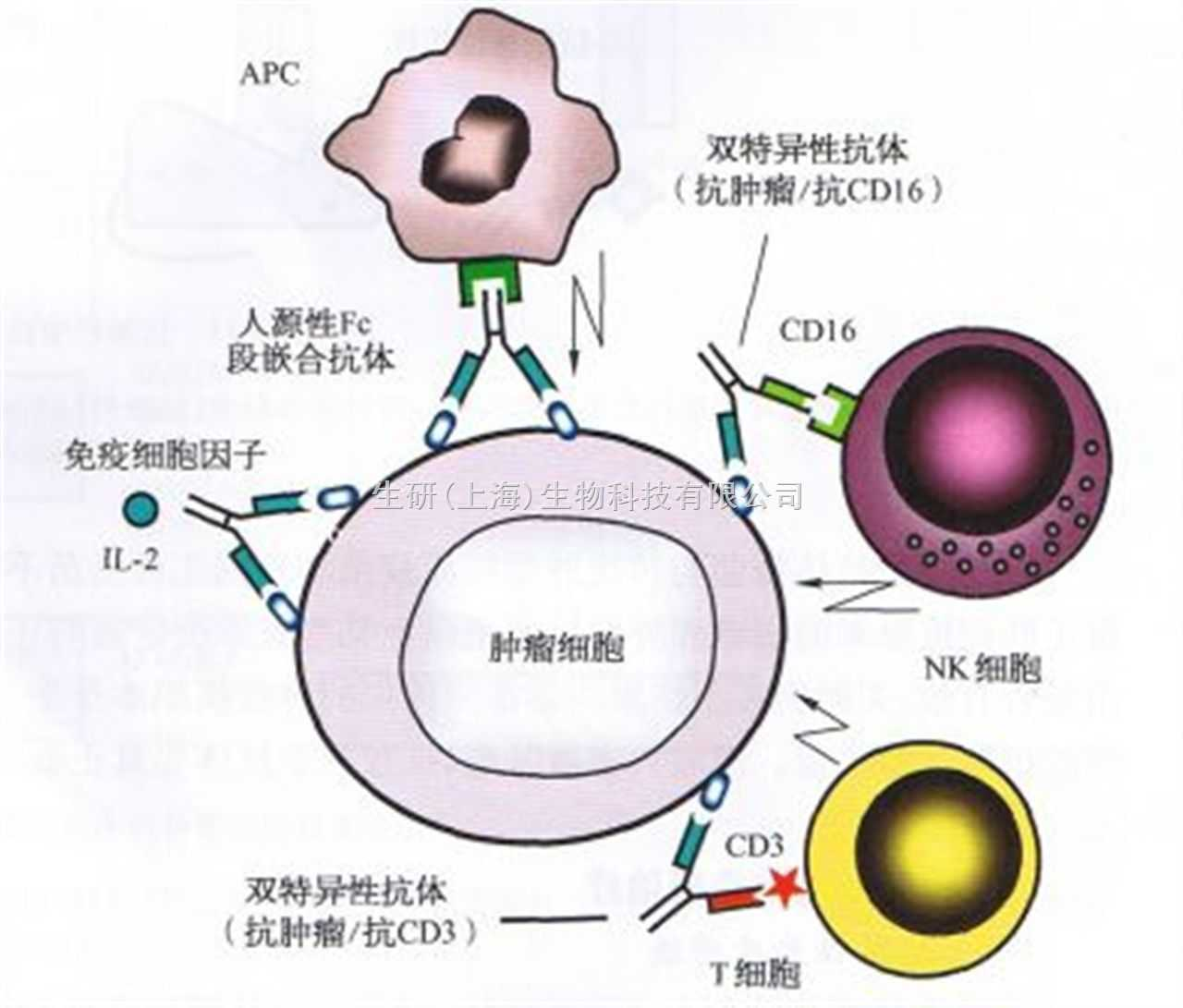 外毒素(其他生物相关)细菌毒素(toxin)根据来源,性质和作用的不同,可