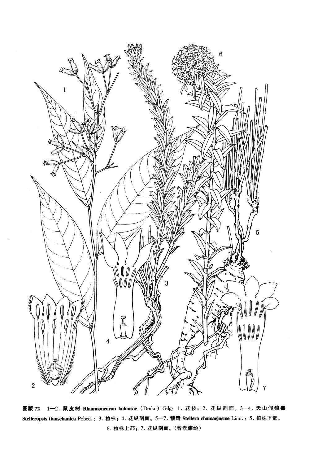 天山假狼毒 (植物)