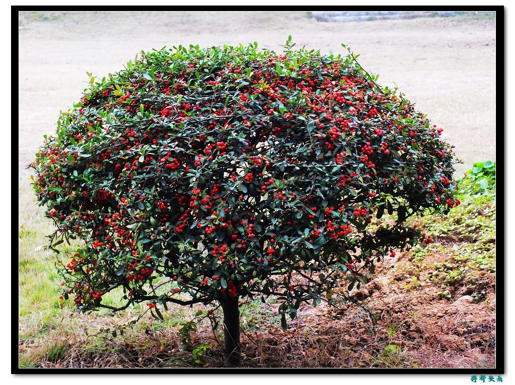 紅果樹 (植物)