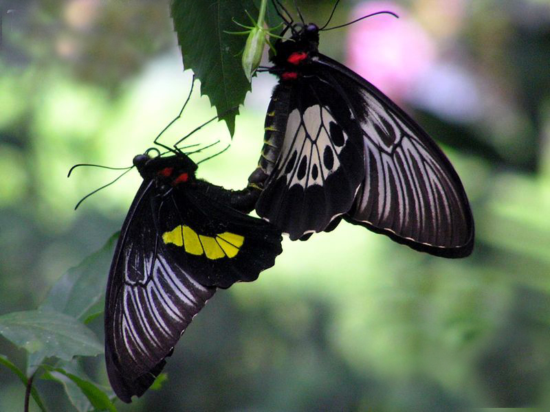 皮斯特小斑裳凤蝶动物