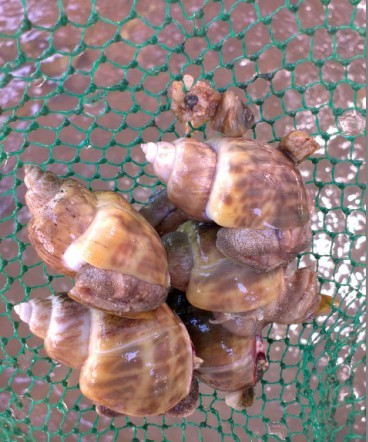 卵泥阿地螺动物