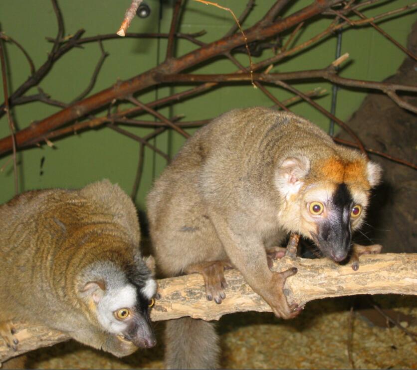 白领美狐猴 (动物)