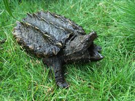 鳞头大鳄龟 (其他生物相关)