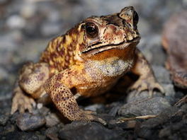 阔褶水蛙(动物)