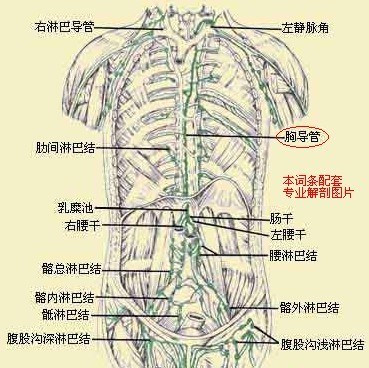 右淋巴导管图片