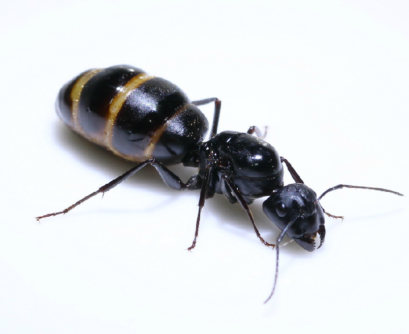 蚁后其他生物学相关