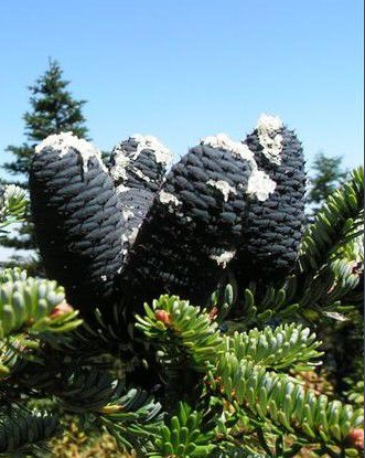 巴山冷杉 (植物)