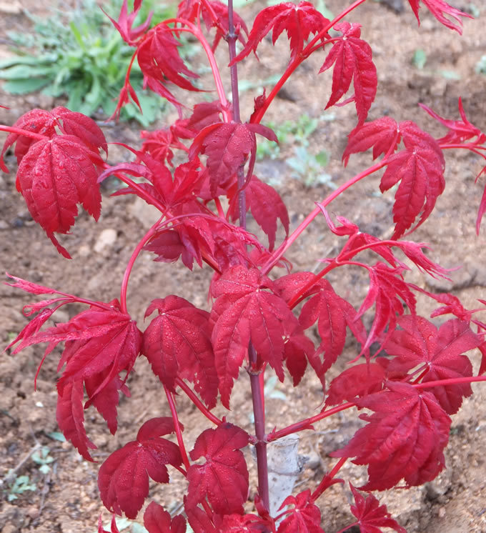 三季紅紅楓(植物)三季紅紅楓葉片,莖杆常年血紅,不隨季節變化,葉片無