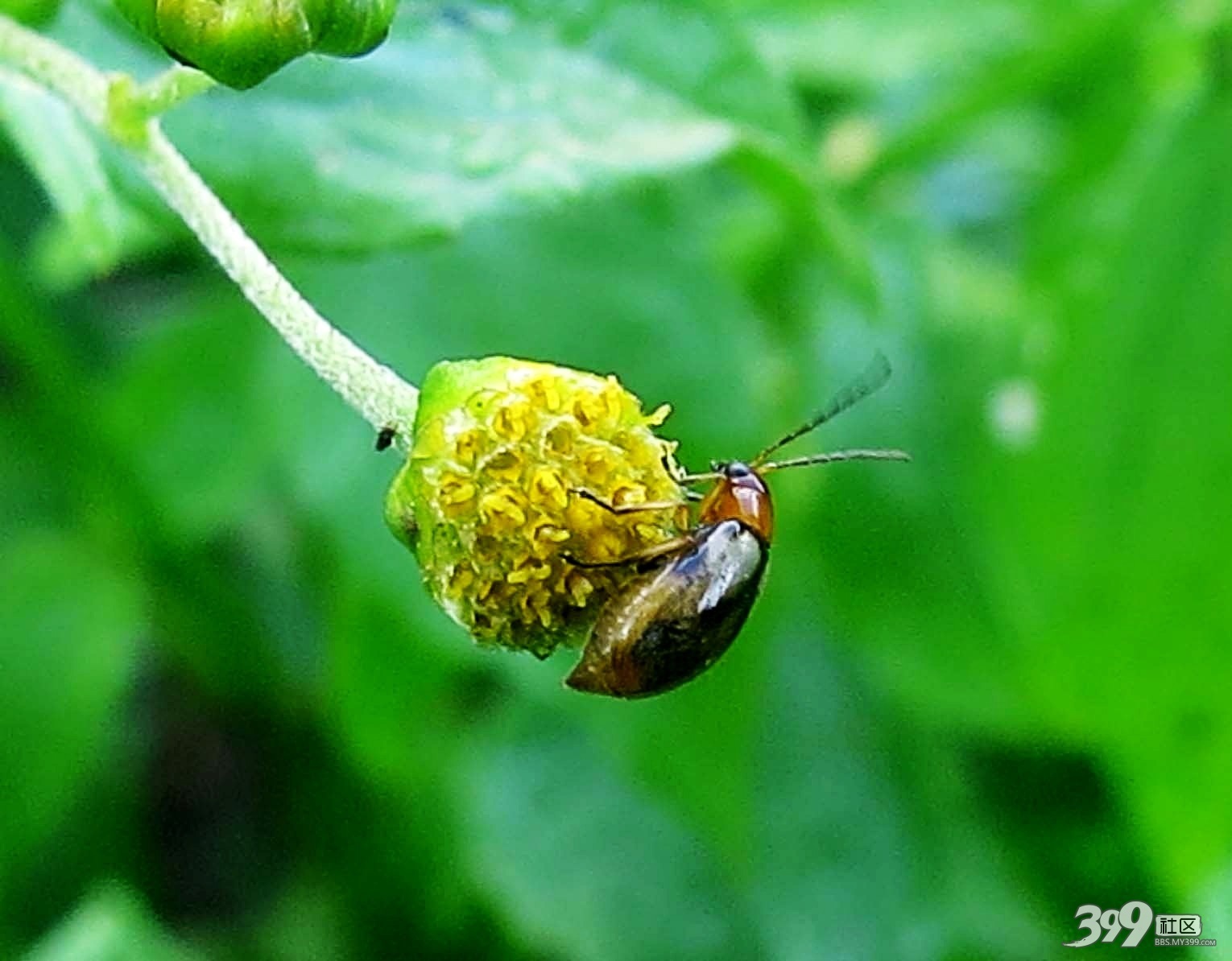 豆類雙斑螢葉甲動物