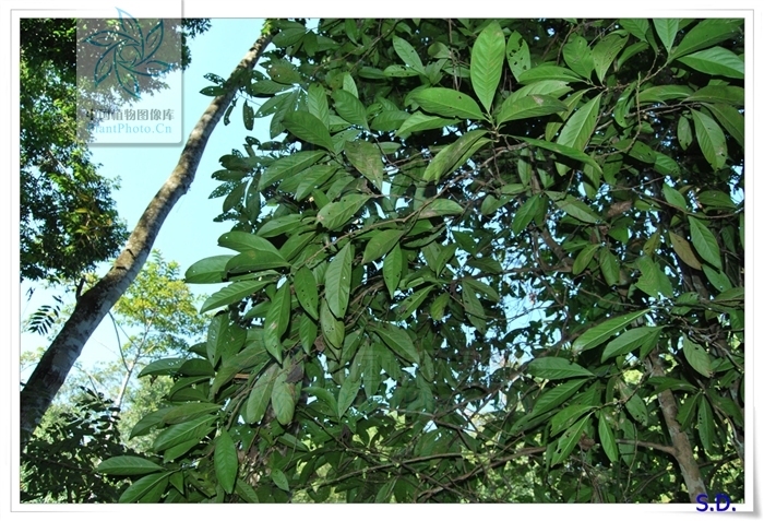 云南粘木(植物)