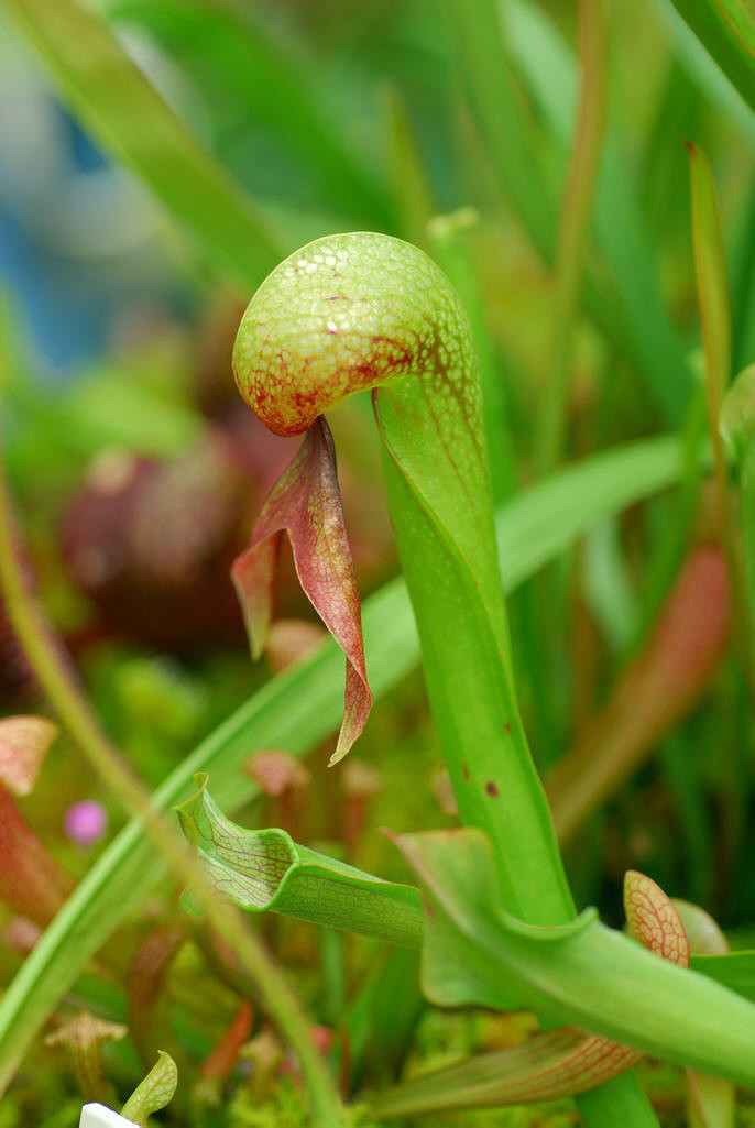 少花黃眼草(植物)【功效】:殺蟲止癢.