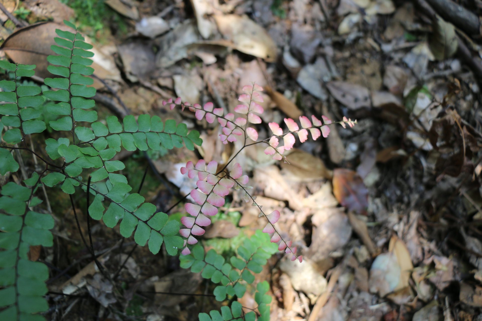 铁钱蕨(植物)多年生草本,高15-40厘米.