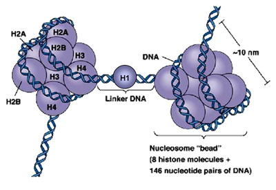 组蛋白其他生物学相关