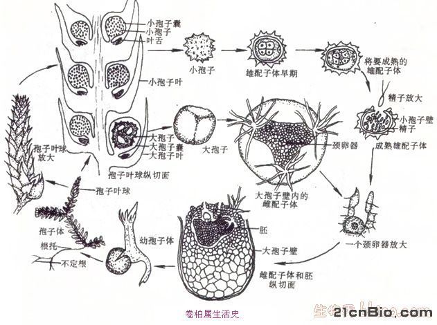 卷柏孢子叶穗纵切图图片