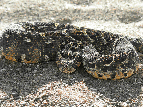 是一种有新月形黄色斑纹的剧毒非洲蝰蛇