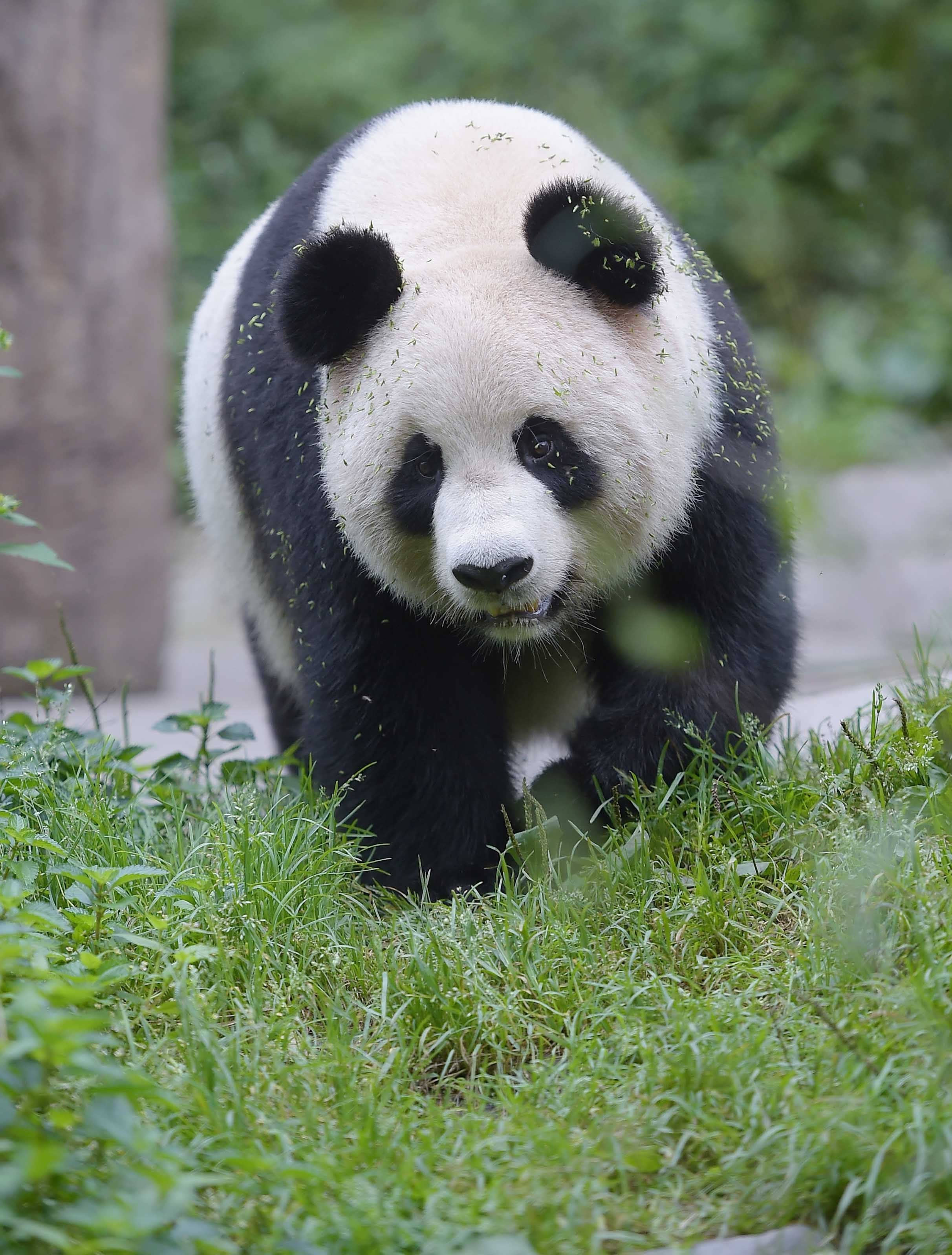 全球唯一圈養棕色大熊貓 七仔被終身認養 | 翻牆來尋奇 | 兩岸 | 聯合新聞網